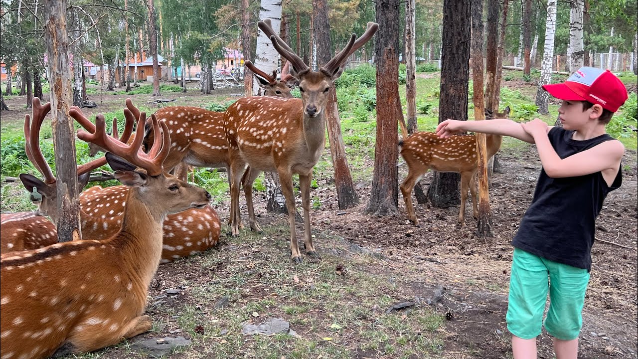 Черемшанские карьеры и оленья ферма